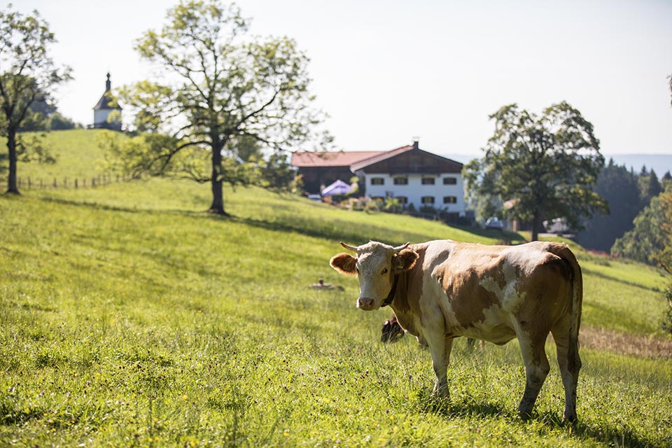 Kuh auf der Weide vor der Stadlbergalm